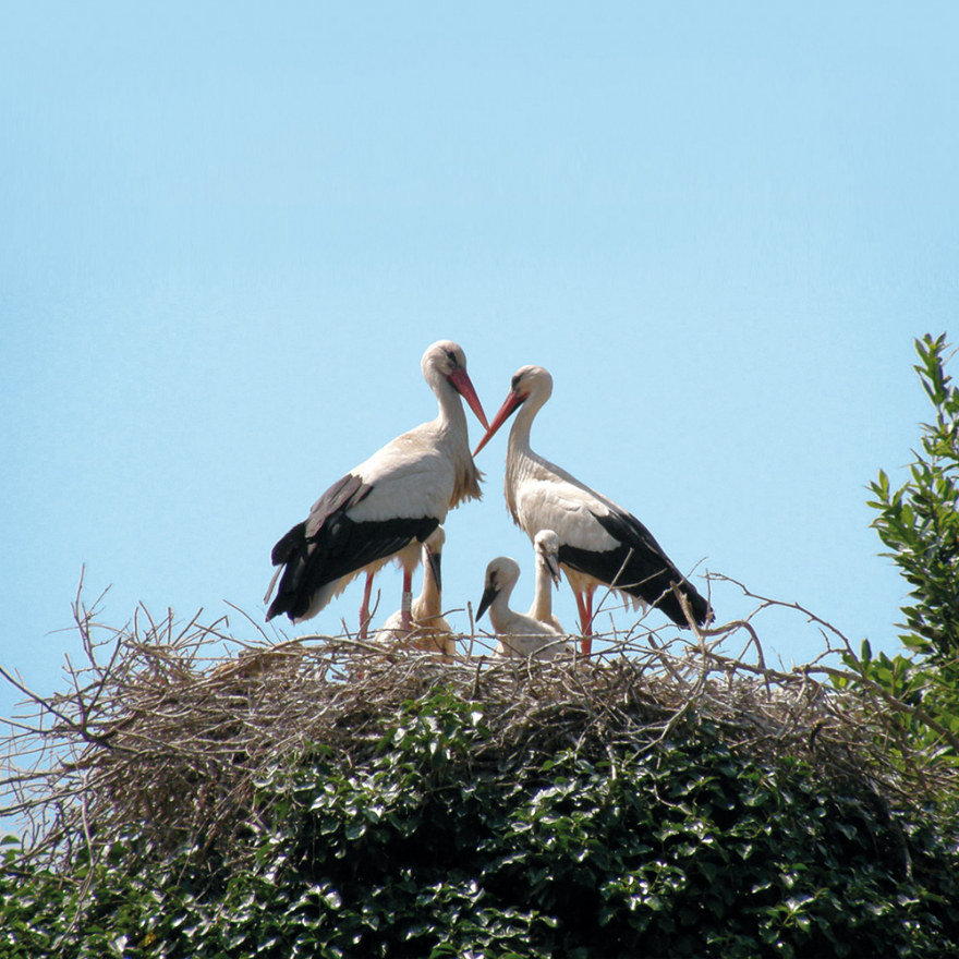 Education: Peralada stork school day